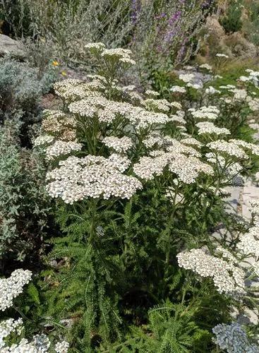 Yarrow