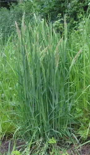 Yorkshire Fog, Tufted Grass