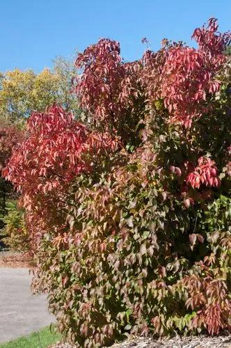 Nannyberry Viburnum