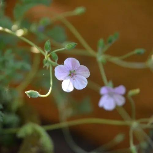 Storksbill 'natasha'