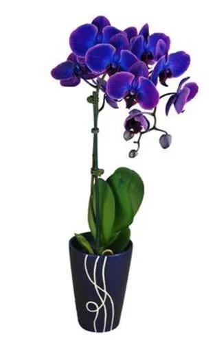 Mix Mystique Orchid