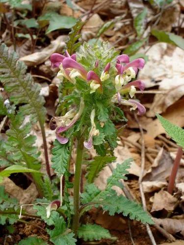 Common Lousewort