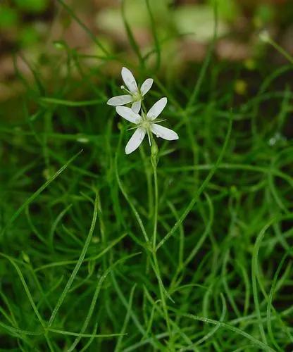 Moehringia Muscosa