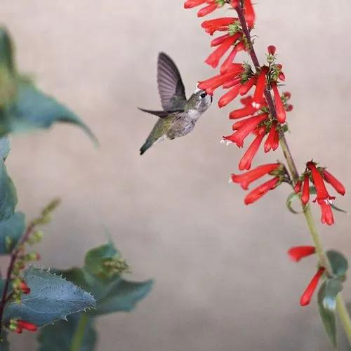 Hummingbird Plant