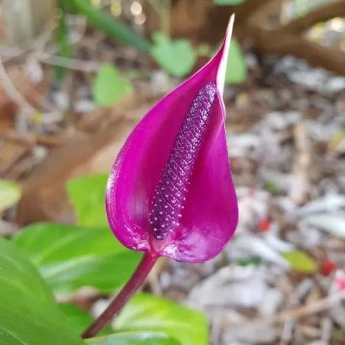 Anthurium Amnicola