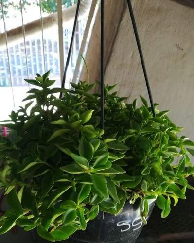 Pincusion Peperomia