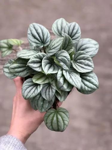 Peperomia frost