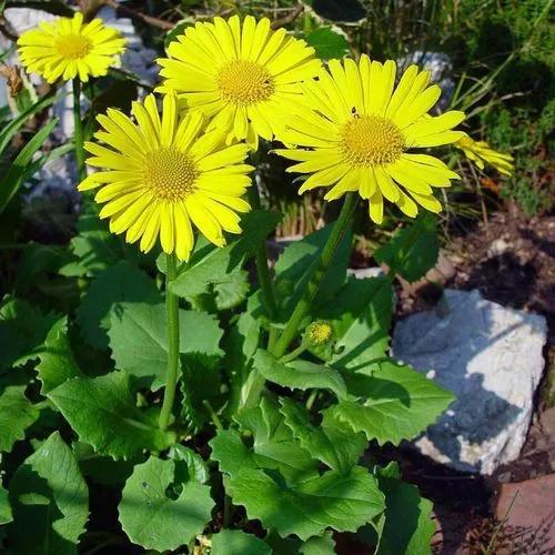 Doronicum Orientale