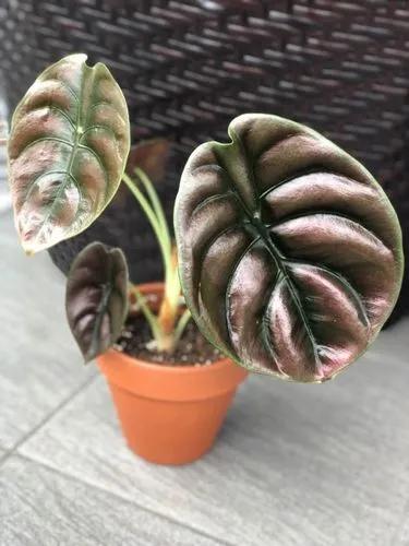 Alocasia Cuprea