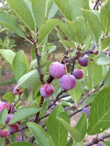 Bush Plum