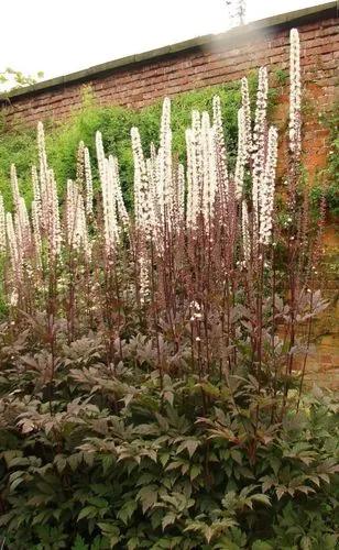 Black Snakeroot, Bugbane