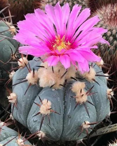 Turk's Head Cactus