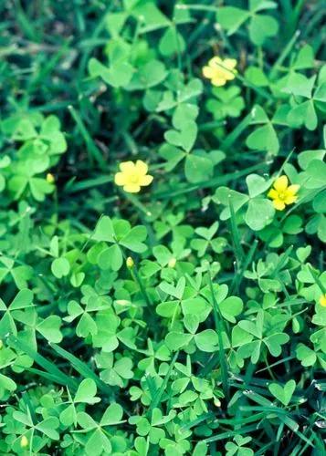 Yellow Sheep-sorrel