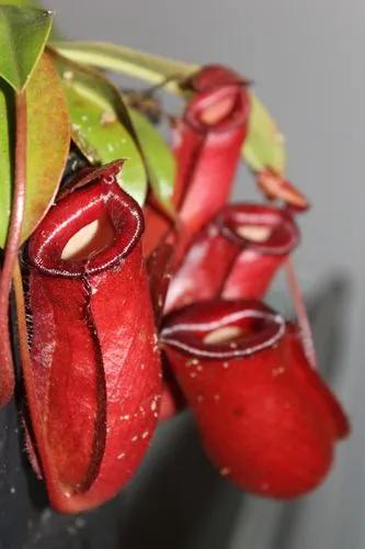 Nepenthes Bloody Mary