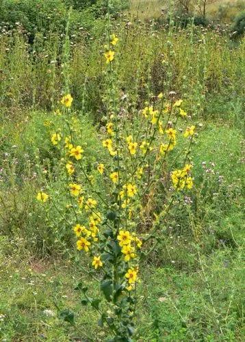 Wavyleaf mullein