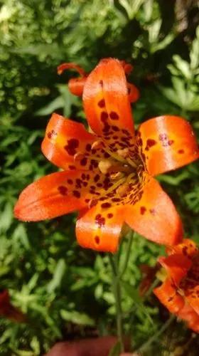 Sierra Tiger Lily