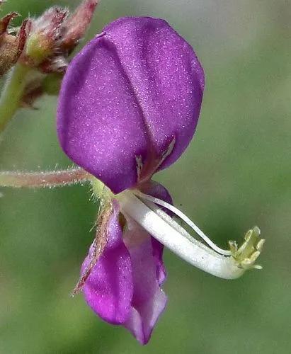 Panicled Tick-clover