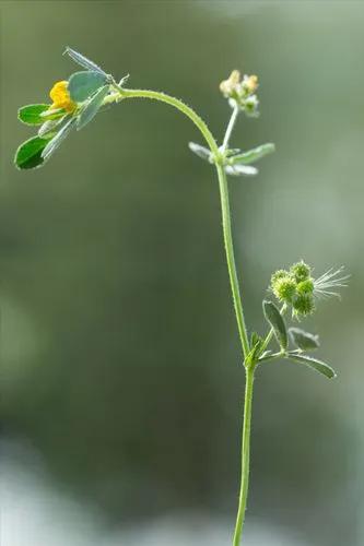 Bur Medic, Little Bur-Clover, Little Bur Medic, Little Medic, Small Medic