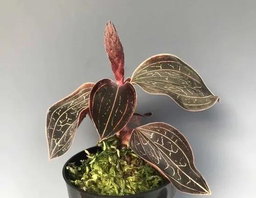 Golden Jewel Orchid