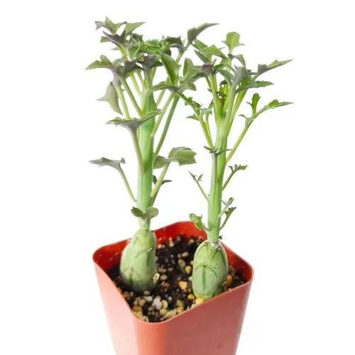Senecio Articulatus