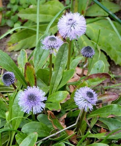 Globularia Nudicaulis