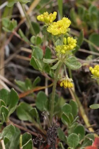 Blue Mountain Buckwheat