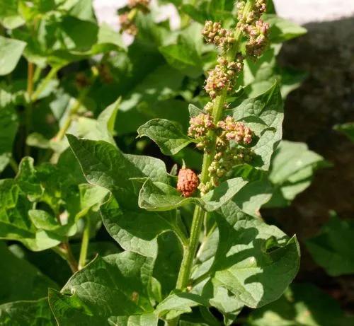 Blitum Bonus
