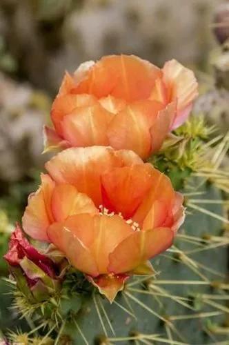 Texas prickly-pear