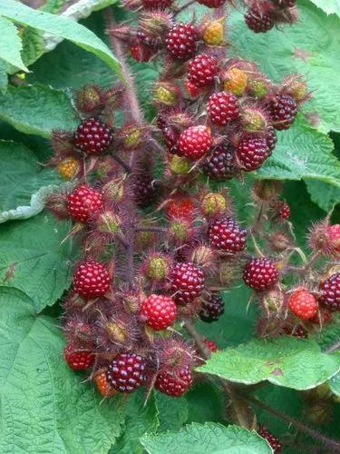 Wine Raspberry