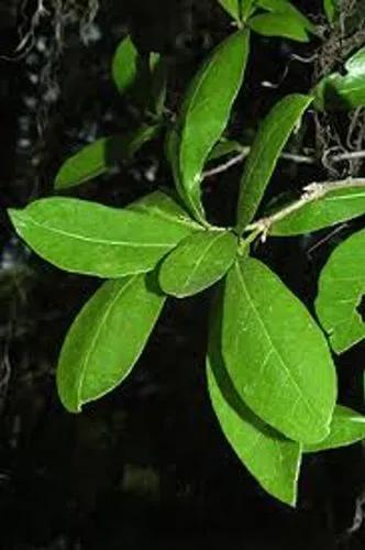 Sand Laurel Oak