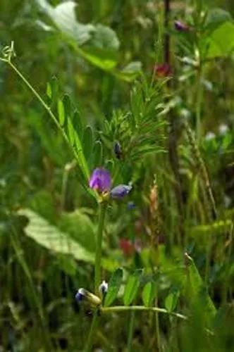 Vicia angustifolia