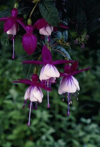 Fuchsia 'valerie Ann'