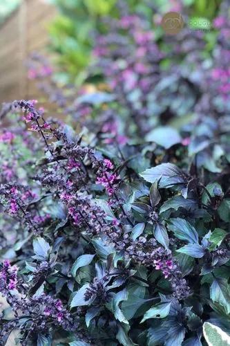 Dark Opal Basil