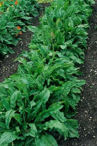 French Sorrel