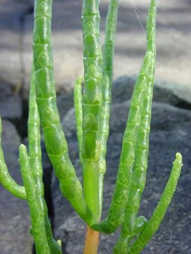 Glasswort