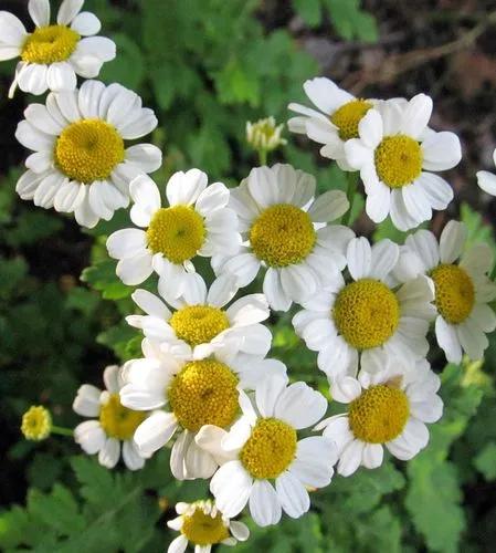 Feverfew