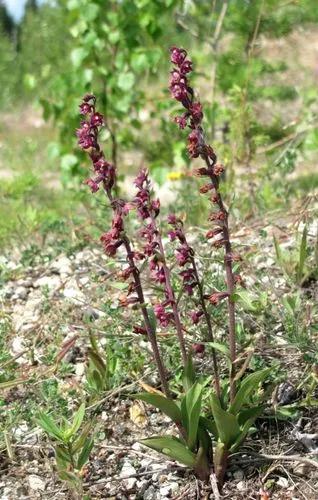 Epipactis Atrorubens