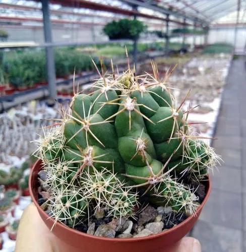 Thelocactus leucacanthus