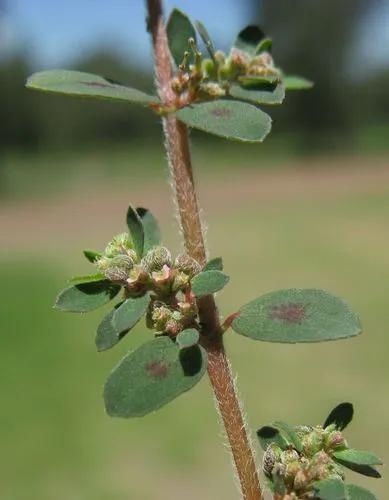 Spotted Spurge