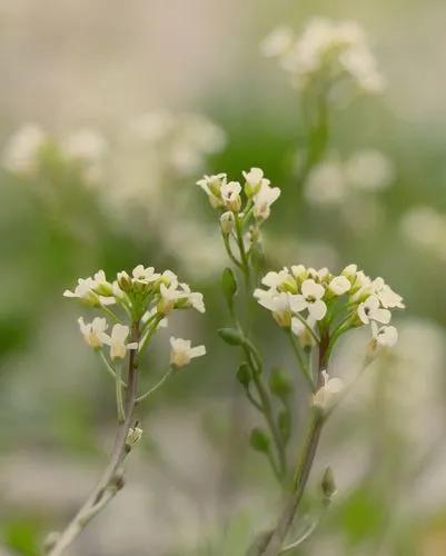 Narrow-leaf Pepperwort