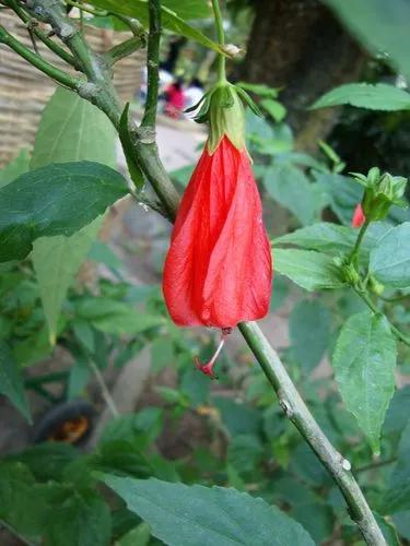 Turk's-cap