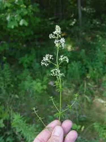 Hedge Bedstraw