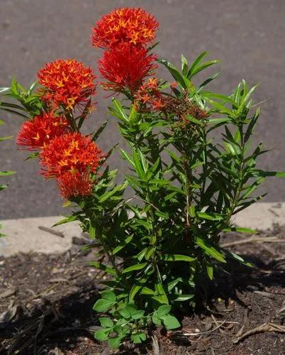 Dwarf Ixora