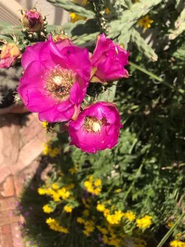 Cane Cholla