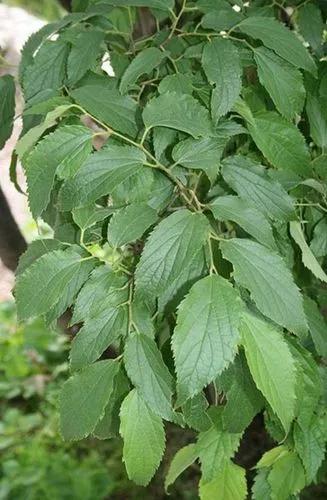 Korean Hackberry