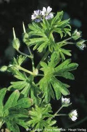 Small-Flowered Crane'S-Bill