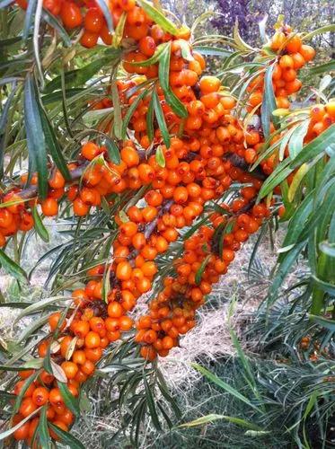 Dwarf Buckthorn