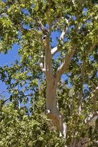 Arizona Sycamore