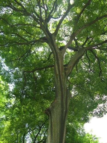 Chinese Hackberry