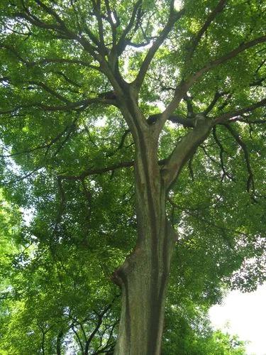 Chinese Hackberry